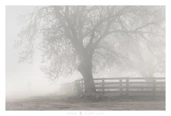 Photograph of cattle yards and bare trees in fog, with a road sign.