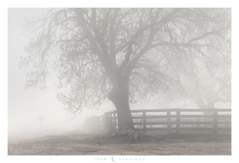 Photograph of cattle yards and bare trees in fog, with a road sign.