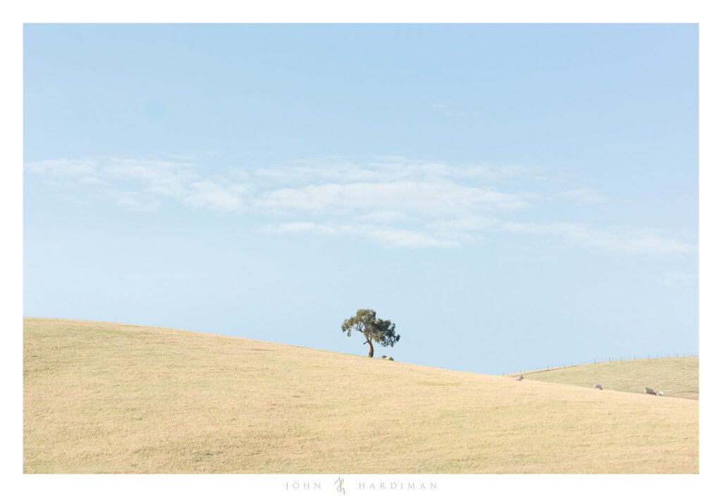 Yarra Valley Tree, April