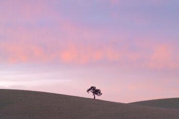 Yarra Valley Tree May