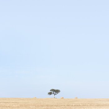 Balliang Tree January