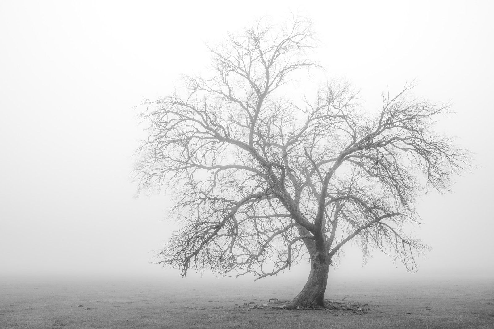 Tree in Black and White