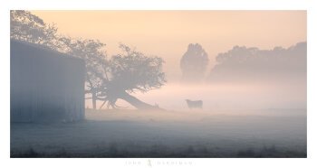 Cow in a misty landscape, Milawa