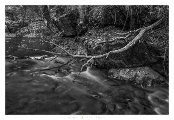A branch hangs over Mitchell Creek, Victorian High Country