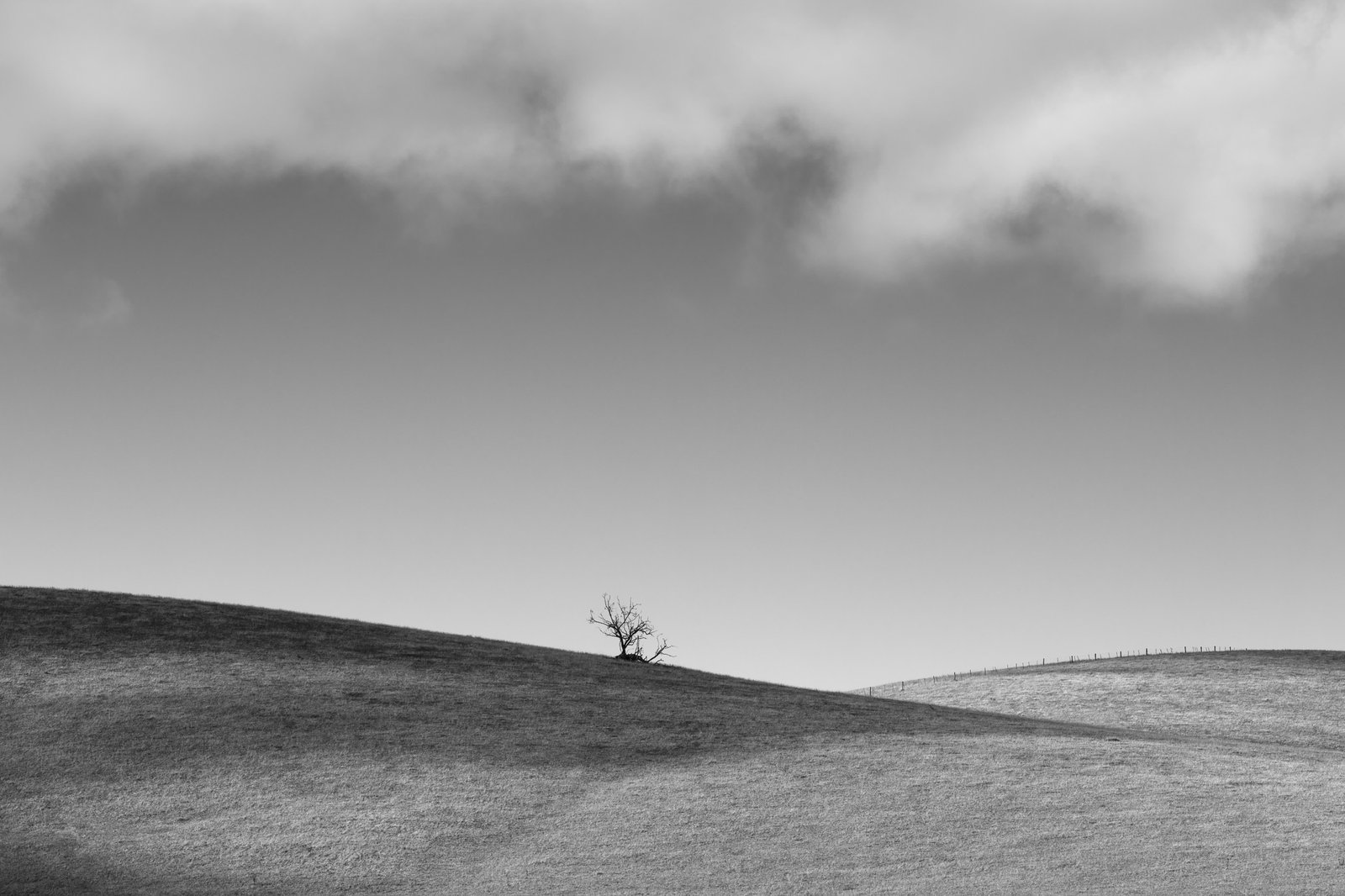 A dead tree on a hill under a cloud