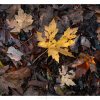 Crunkled, fallen leaves in the Dandenongs