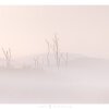 Trees in mist near Dove Lake, Cradle Mountain.