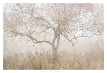 A tree with twisted branches in fog