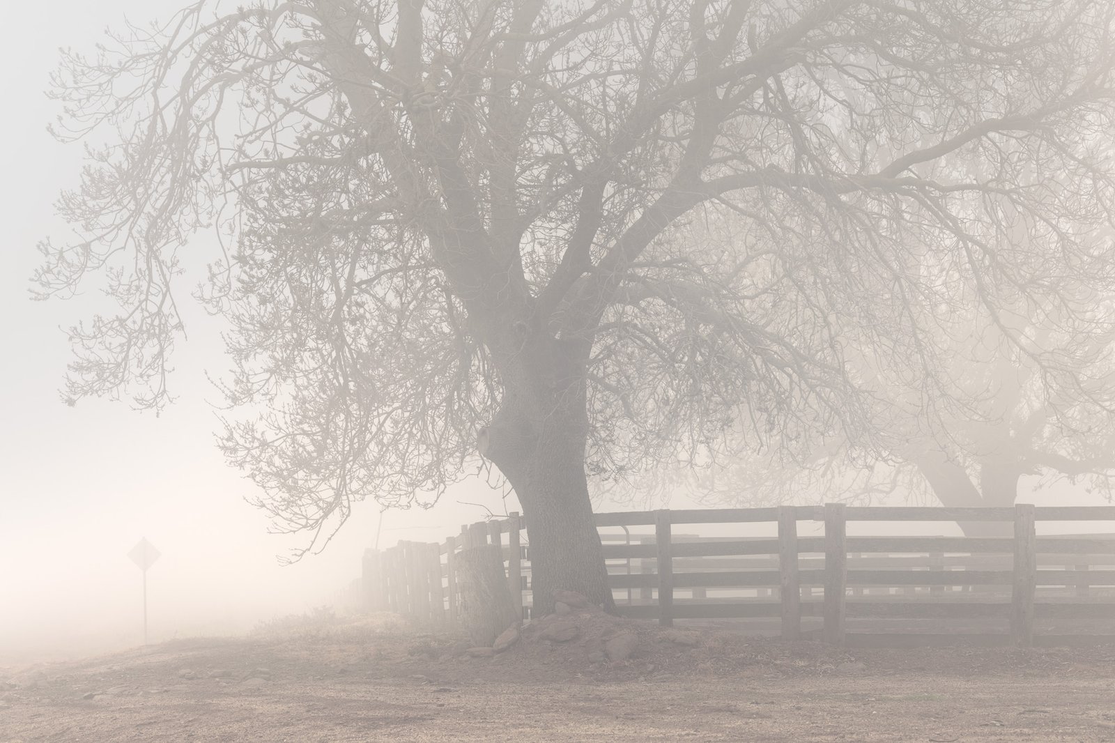 Cattle yard and tree in fog