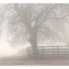 Cattle Yards in Fog