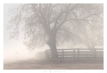Cattle Yards in Fog