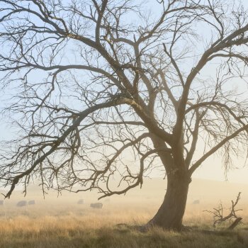 Tree in a paddock