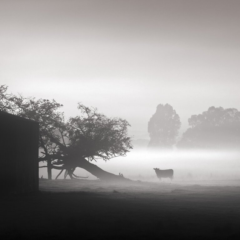 Cow in fog