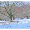 Chestnut Trees in Snow