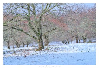 Chestnut Trees in Snow