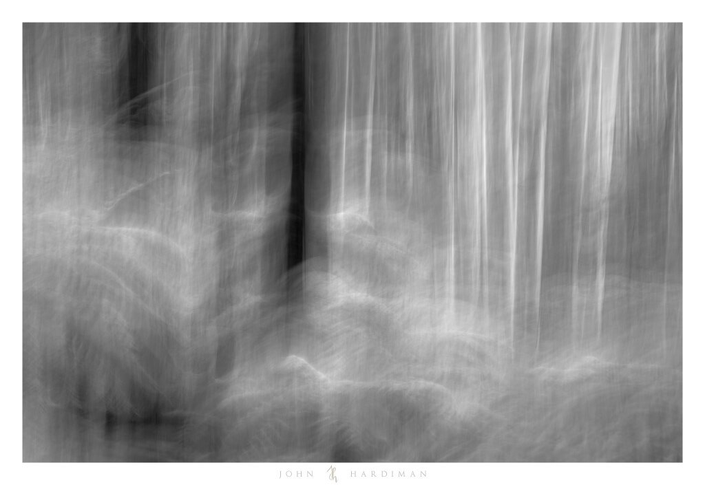 Abstract photo of a rainforest