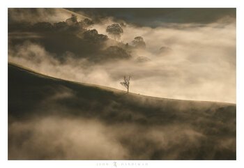Fine Art print of rolling hills with wispy fog and a tree standing tall. Warm and brown tones.