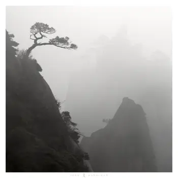 A black and white photo of a tree in China , leaning over the side of a mountain with fog covered mountains in the background.