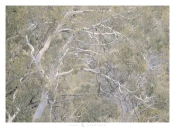 Somewhat abstracted image of a gum tree with flowing branches.