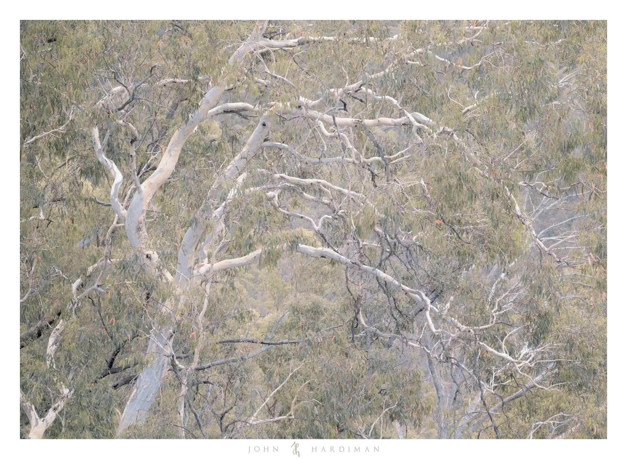 Somewhat abstracted image of a gum tree with flowing branches.