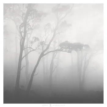 Near monochrome photograph of narrow and twisty gum trees in fog at the Vale of Balvoir, Tasmania.