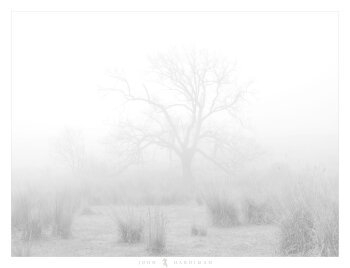Photo of two trees fading into fog, with tufts of grass in the foreground, monochrome.
