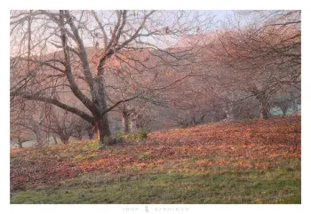 Photograph of Chestnut trees with bare leaves and early morning light.