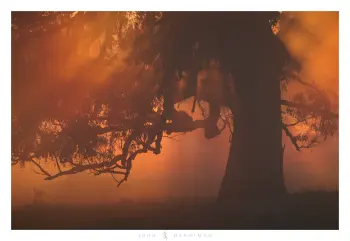 A photograph of a gnarly old River Red Gum with bright orange and red sun rays projecting through.