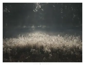 A photograph titled "Web of Light", a spider web covered grassy field is illuminated by the sun, causing a glowing effect.