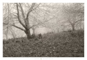 Photograph of Chestnut trees in monochrome