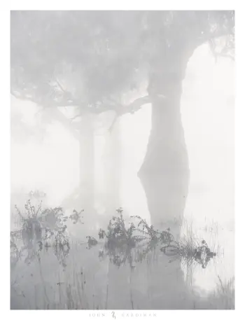 Near monochrome photograph of old gum trees reflected in water, obscured by fog with a mysterious feel.