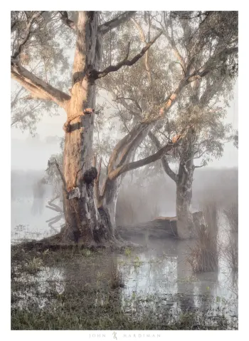Photograph of a gum tree bathed in warm light, standing in water.