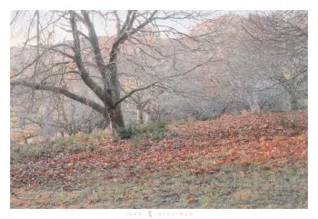 Photograph of chestnut trees with a soft colour pallet