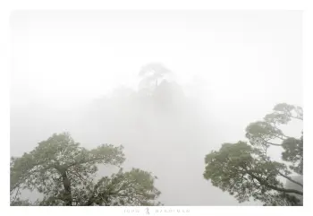A mountain peak emerging through the fog