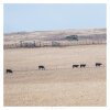 Five cows near Bacchus Marsh