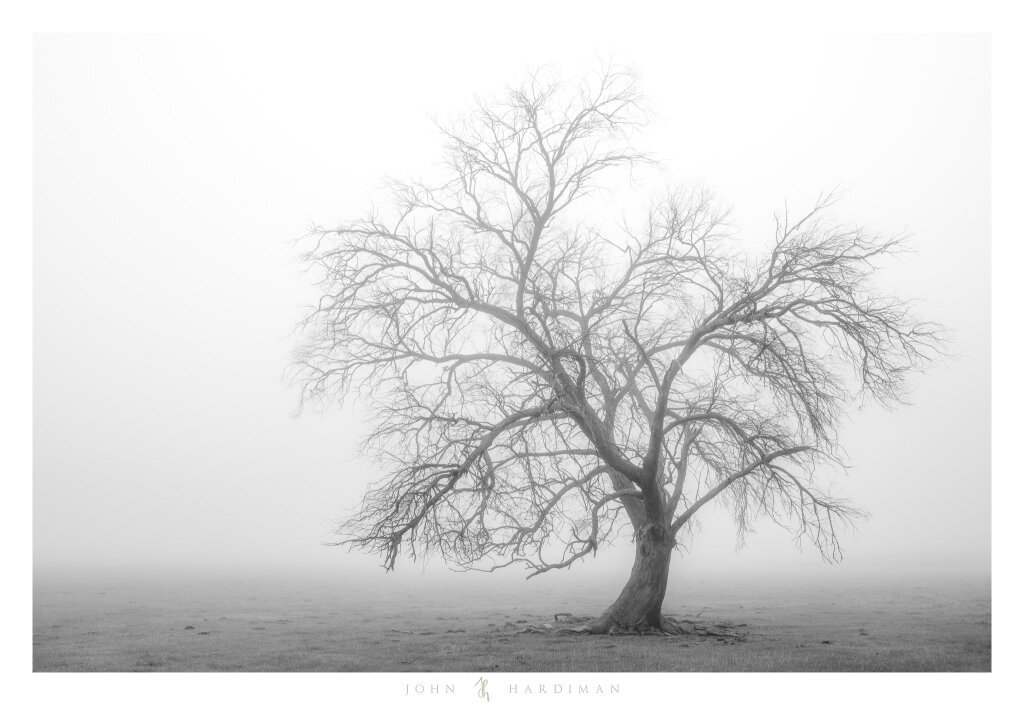 Tree in Black and White, Yarra Valley, Victoria