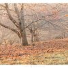 Chestnut Trees, Macedon, Victoria