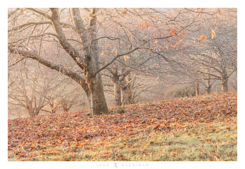 Chestnut Trees, Macedon, Victoria